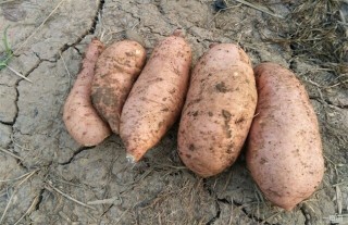 紫薯的田间管理,第5图