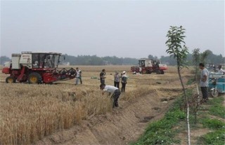 小麦收获期遇阴雨天气该怎么办,第4图