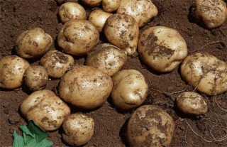 马铃薯怎么种植才高产,第1图
