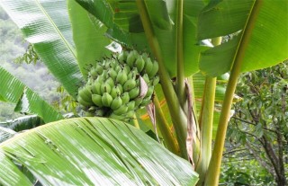 香蕉的种植地分布情况,第1图