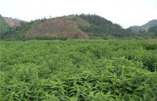 溪黄草的种植注意事项,第5图