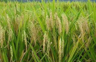 水稻齐穗期的管理方法,第4图