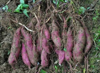 紫薯种植技术(3),第1图