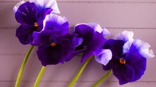 紫罗兰鲜切花养护,第1图