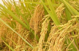 水稻高产的施肥方法,第4图