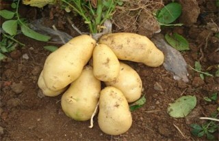 怎样提高马铃薯种植效益,第3图