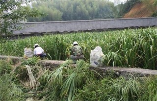 冷水茭白的栽培技术,第1图