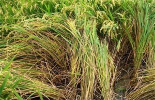 水稻早衰的原因及防治方法,第4图