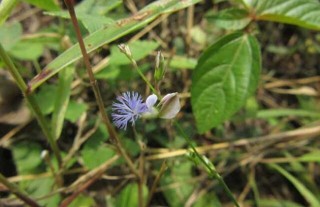 远志种子价格及种植方法,第1图