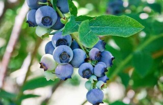 盆栽蓝莓的种植方法,第6图
