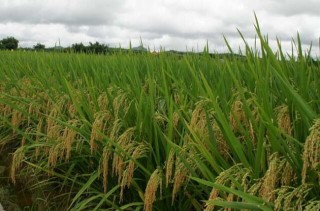 水稻生长特性及对环境的要求,第3图