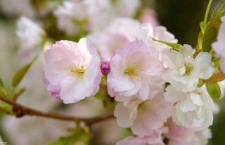 樱花树种植技术,第1图