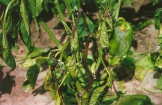 辣椒种植的病虫害图片及防治方法,第1图