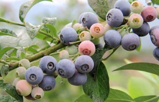 盆栽蓝莓的种植方法,第4图