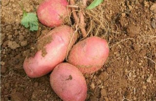 红皮土豆的种植技术,第5图