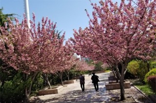 武汉适合养什么花，市花和市树是什么,第3图