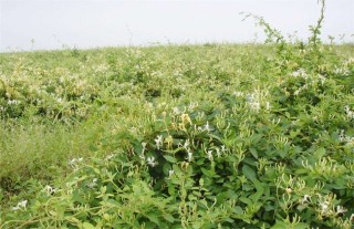 金银花的种植条件,第4图