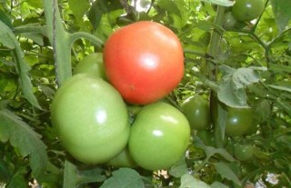 西红柿种子价格及种植方法,第2图