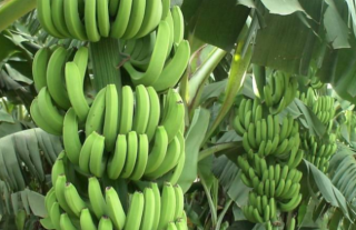 香蕉的种植地分布情况,第3图