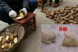 种土豆的方法，用什么底肥最好,第1图