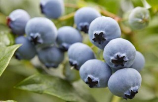 盆栽蓝莓的种植方法,第5图