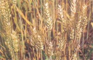 小麦干热风防治措施,第4图