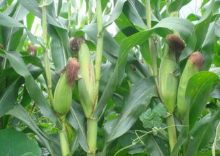 玉米的种植时间,第1图