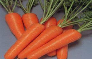 胡萝卜的种植方法与时间,第2图