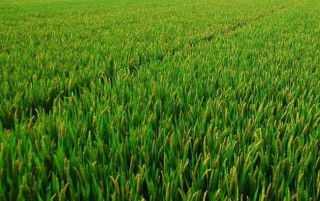水稻生长特性及对环境的要求,第1图
