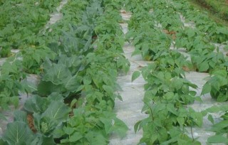 四季豆的种植条件,第4图