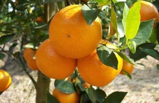 柑橘的园间管理方法,第2图