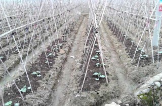 冬瓜的种植技术,第3图