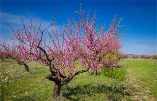 桃树花期管理要点,第5图