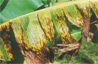 香蕉叶斑病的防治技术,第1图