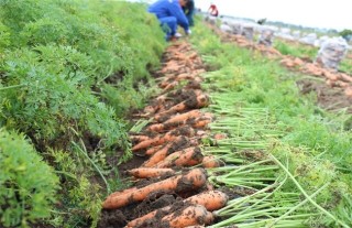胡萝卜的种植技术,第3图