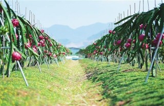 如何种植火龙果,第5图