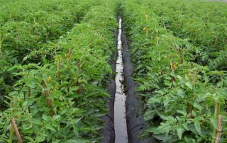 西红柿的种植技术,第3图