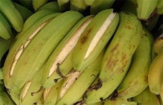 香蕉裂果的预防措施,第2图