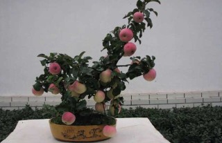 苹果盆景制作与养护,第4图