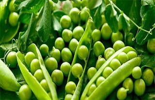怎样种植豌豆,第1图