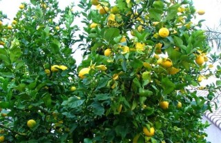 柠檬的种植方法,第3图