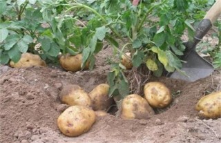 怎样提高马铃薯种植效益,第5图