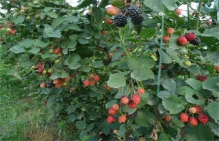 树莓种植管理,第4图