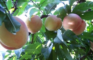 大棚桃树种植技术(3),第1图