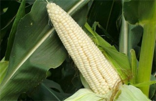 糯玉米种植技术与管理,第1图