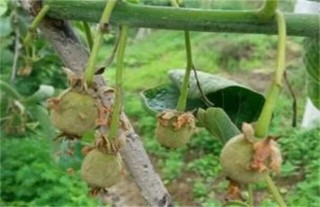 猕猴桃膨大期如何施肥,第6图