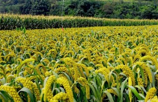 谷子的种植技术,第1图