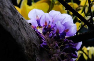 紫藤花的养殖方法,第1图
