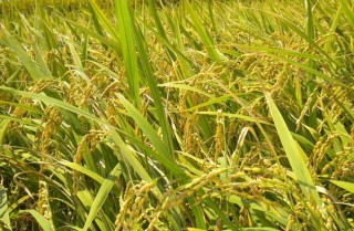 水稻种植过程中叶尖枯病防治措施,第3图