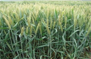 小麦种植的注意事项,第4图